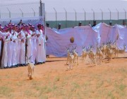 هيئة تطوير محمية الملك عبدالعزيز الملكية تطلق 92 كائنًا فطريًا مهددة بالانقراض (صور)