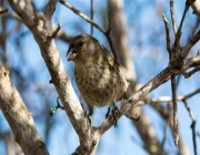 دراسة: الطيور تضع بيضها قبل الأوان بسبب تغير المناخ
