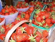أول تعليق من “الغذاء والدواء”حول وجود فراولة في الأسواق مرشوشة بـ”بودرة بيضاء “