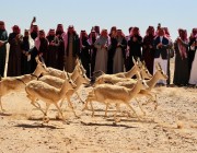 إطلاق 100 من الغزلان وعدد من الحبارى في حرة الحرة بمحمية الملك سلمان بن عبدالعزيز الملكية