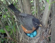 الطيور تضع بيضها قبل الأوان بسبب تغير المناخ