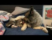 جرو صغير يلاعب قطة أنقذها صاحبه من عاصفة ثلجية