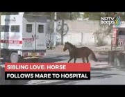 حصان يجري وراء سيارة إسعاف للحيوانات تحمل شقيقته المريضة