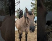 حصان يحمل ماعزاً على ظهره ويتجول بها في مزرعة أمريكية
