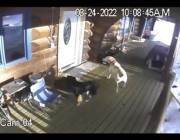 حيوان الموظ يطارد كلاباً حاولت مهاجمة فتاة أمريكية في منزلها
