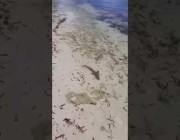 سمكة كبيرة تحاول افتراس قرش صغير على الشاطئ والأخير ينجو