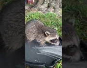 صغير حيوان الراكون يستمتع بالمياه في ساحة منزل أمريكي