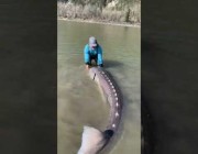 صياد يعثر على سمكة ضخمة في نهر بكندا