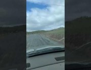 عدد غفير من الأيائل الجبلية يعبر الطريق وتعطل السيارات في ولاية إيداهو