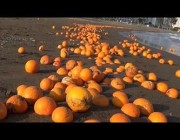 كميات من البرتقال الفاسد على امتداد أحد الشواطئ في تركيا