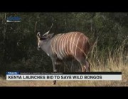 مبادرة لحماية حيوان البونجو الجبلي من الانقراض في كينيا