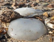 انتشار أسراب من قناديل البحر على شواطئ منطقة جازان.. وأحد الصيادين يشرح سبب ظهورها