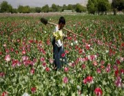 طالبان تحظر زراعة الأفيون وغيره من أنواع المخدرات في أفغانستان