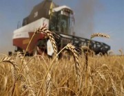 وزير الزراعة الأوكراني يحذر من ارتفاع الأسعار العالمية