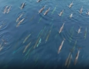 فيديو.. مجموعة من الدلافين المرقطة تسبح مع صغارها في البحر الأحمر