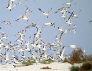 صور.. شواطئ وجزر المملكة تستقبل أنواعاً مختلفة من الطيور المهاجرة