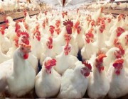 لتمويل مشروع إنتاج دجاج لاحم.. “التنمية الزراعية” يوقع عقدًا بقيمة 185 مليون ريال
