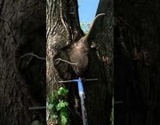 إنقاذ أنثى حيوان البوسوم بعد أن علقت في فتحة بشجرة في محمية أمريكية