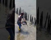 إنقاذ سمكة الرقيطة بعد خروجها على الشاطئ وإعادتها للمياه في سنغافورة