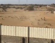 فيديو.. معركة عنيفة بين مجموعات من القرود في محافظة رجال ألمع