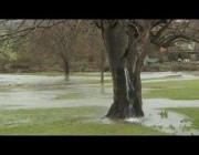 مياه تتدفق بكثرة من جذع شجرة توت عمرها 150 عامًا بعد هطول أمطار غزيرة