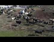 هكذا تعلن الأبقار في السويد عن بداية الربيع وانطلاق موسم الرعي