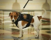 زيلينسكي يمنح كلبا أوكرانيا وساما لمساهمته في الكشف عن الألغام