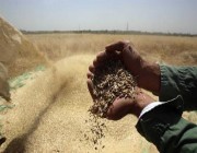 جورجيا محذرة: القمح نفد في البلاد