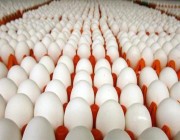 هل هناك تأثير على أسعار البيض خلال الفترة القادمة؟.. رئيس “منتجي الدواجن” يوضح (فيديو)
