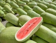 تعقيباً على فيديو “البطيخ”.. “الغذاء والدواء”: توجد اشتراطات معينة لفسح الخضراوات والفواكه الطازجة