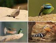 طيور نادرة تعيش في جازان وأنواع مهددة بالانقراض (صور)