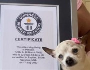 عمرها 22 عاماً.. كلبة تدخل موسوعة “غينيس” باعتبارها الأكبر عمراً في العالم