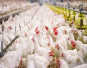 “الغذاء والدواء” تعلق استيراد إحدى مجموعات منتجات الدواجن بسبب إنفلونزا الطيور