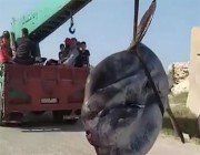 فيديو.. اصطياد سمكة عملاقة يتجاوز وزنها طناً في سوريا