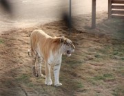 تجربة عالم السفاري في “جدة جنغل” تكشف أسرار عالم الحيوانات النادرة