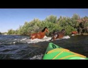 خيول برية تعبر نهرًا في أريزونا وتقطع الطريق على متسابقي التجديف
