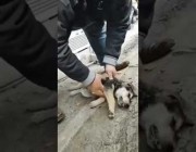رجل يحاول إنعاش كلب يفترش الطريق بعد أن توقف قلبه