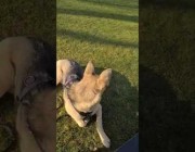 غراب يضايق كلباً بنقر ذيله في حديقة بألمانيا