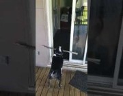كلب يحاول جاهداً العبور من الباب وبفمه عصا طويلة