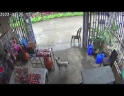 كلب يسرق طعاماً من متجر صغير في الفلبين