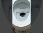 موظفون يعثرون على ثعبان داخل مقعد مرحاض في مقر عملهم بتايلند