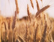 “الحبوب” ترسي الدفعة الأولى من القمح المخصص لمبادرة الاستثمار الزراعي في الخارج