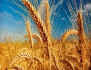 “الحبوب” تعلن صرف مستحقات الدفعة الثالثة لمزارعي القمح المحلي