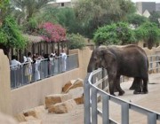 منها 5 في الرياض وجدة.. إنشاء 16 حديقة حيوان في مناطق المملكة بتكلفة 3.9 مليار ريال