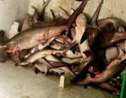 بينها 38 سمكة قرش .. ضبط شباك صيد محظورة ومصادرة طن من الأسماك في القنفذة