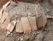 العثور على بقايا سلحفاة نفقت قبل ولادة صغيرها منذ نحو ألفي عام (صور)