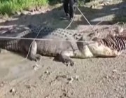إندونيسي يصطاد تمساحا ضخما طوله أكثر من 4 أمتار باستخدام حبل