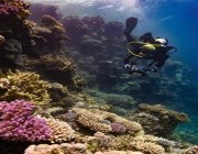استغرقت 11 شهراً.. الكشف عن نتائج أضخم دراسة لبيئة البحر الأحمر والحياة البحرية