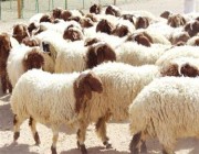“البيئة” تعلن وصول مليون رأس من الماشية للهدي والأضاحي عبر ميناء جدة