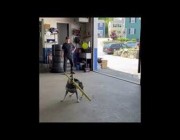 أمريكي يدرب كلبه على لعبة البيسبول والكلب يستعرض مهاراته